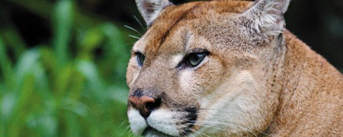 Florida Panther National Wildlife Refuge – The Holistic Light